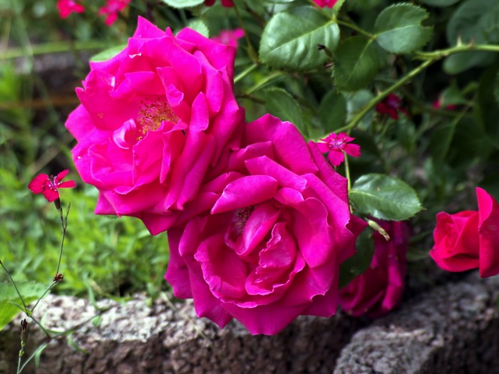 Two bright pink roses in a garden