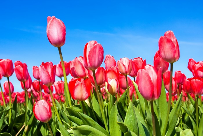 Field of Pink Tulips Under a Blue Sky