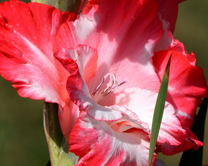 Close-up of a pink and white Gladiolus flower