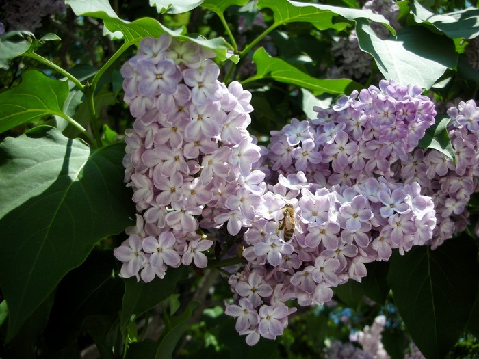 A bee on a cluster of lilac flowers