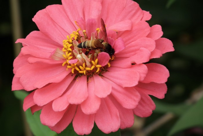 Bee on a pink Zinnia flower