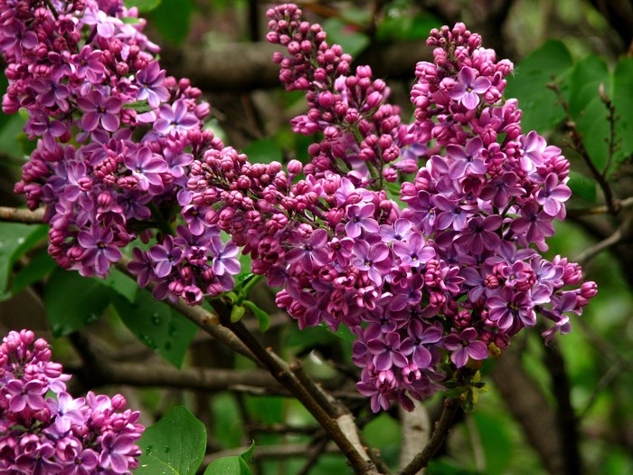 Purple Lilac Flowers on Branches