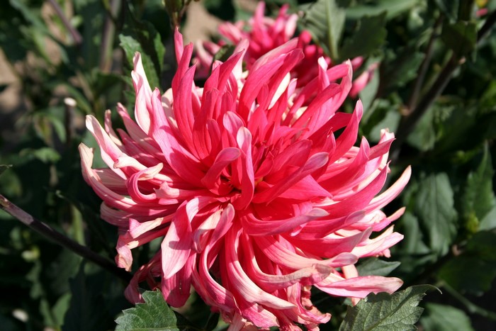Alauna Confiseur Dahlia flower