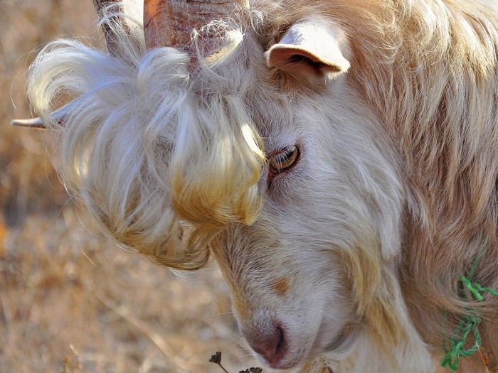 Close-up of a goat with long, shaggy hair