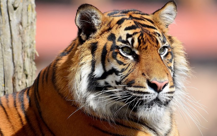 Close-up of a tiger's face