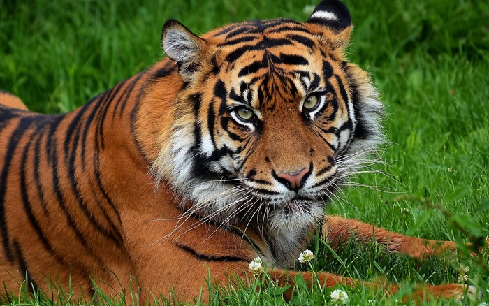 Tiger lying in green grass