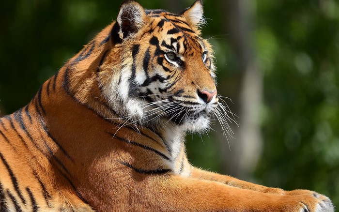 Tiger lying down in a forest