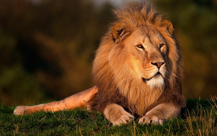 Lion resting on grassy hill