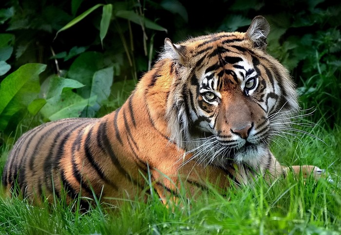 Tiger lying in green grass