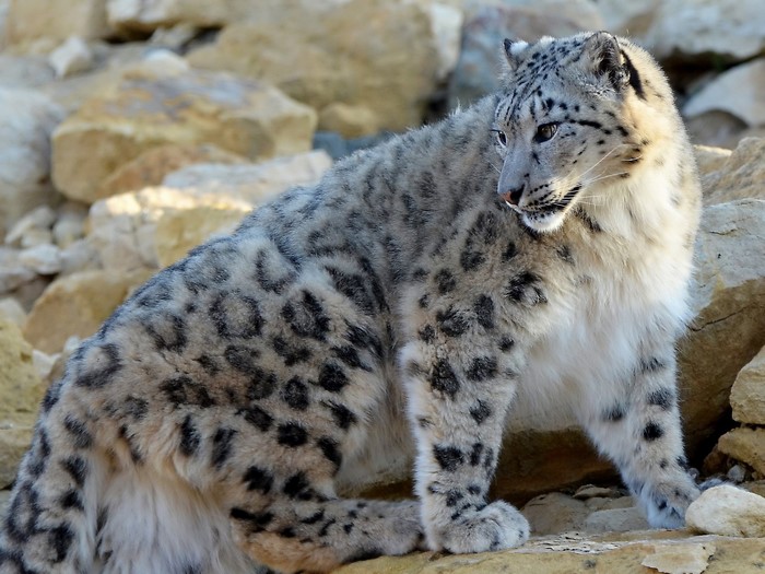 Snow leopard sitting on rocks