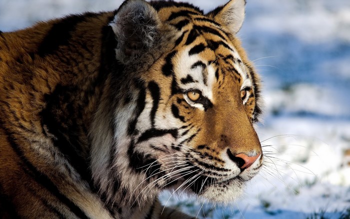 Close-up of a tiger's face in the snow