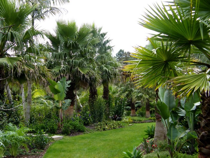 Tropical garden with palm trees and green lawn