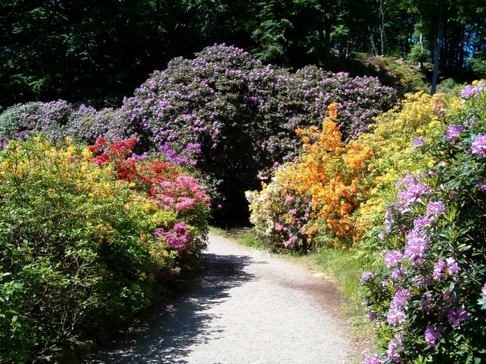 Colorful Rhododendron Garden Path in Helsingborg, Sweden
