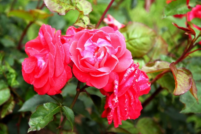 Red roses in bloom