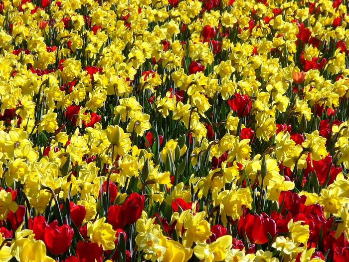 Field of Yellow Daffodils and Red Tulips