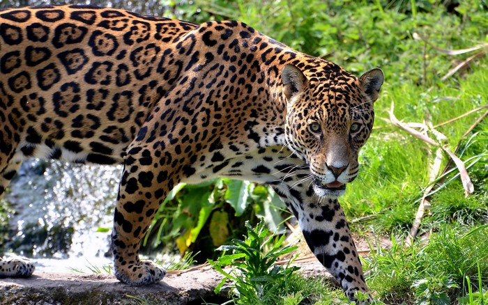 Jaguar walking near water and grass
