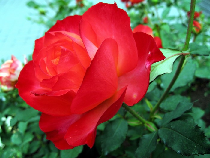 Red rose in bloom with green leaves