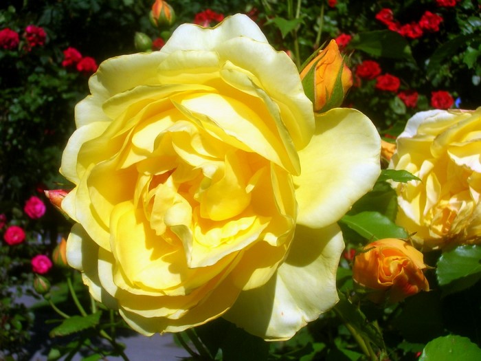 Graham Thomas rose with buds and red roses