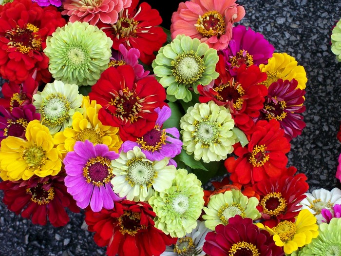 A colorful bouquet of Zinnias
