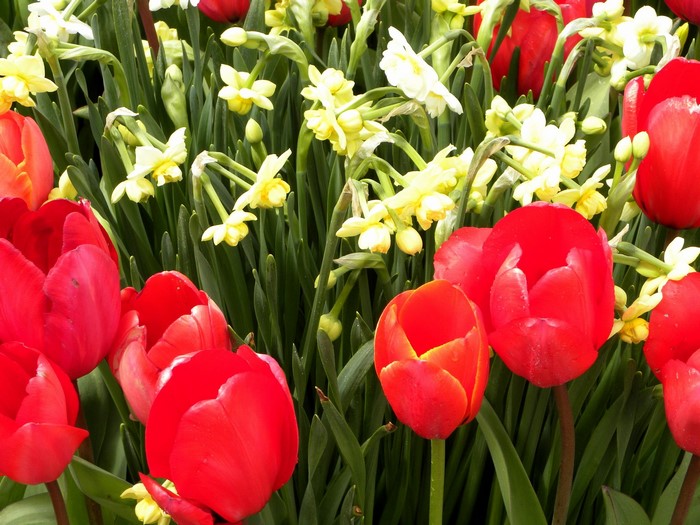 Red tulips and yellow daffodils
