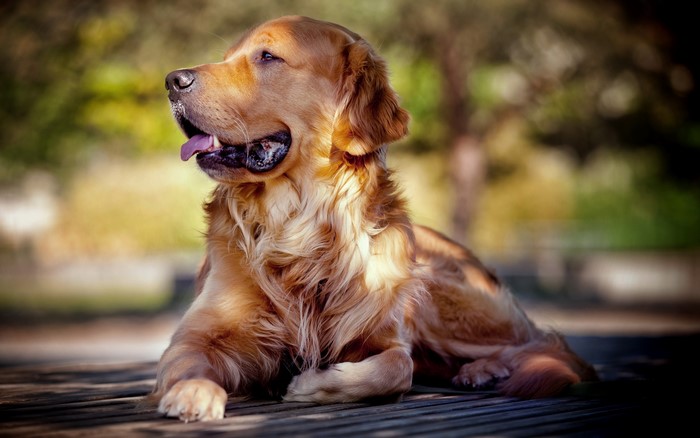 Golden Retriever dog lying on wooden planks