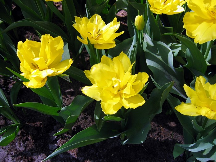 Yellow Double Tulips in Bloom