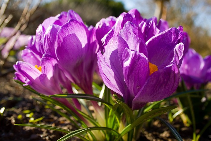 Purple Crocuses in Bloom