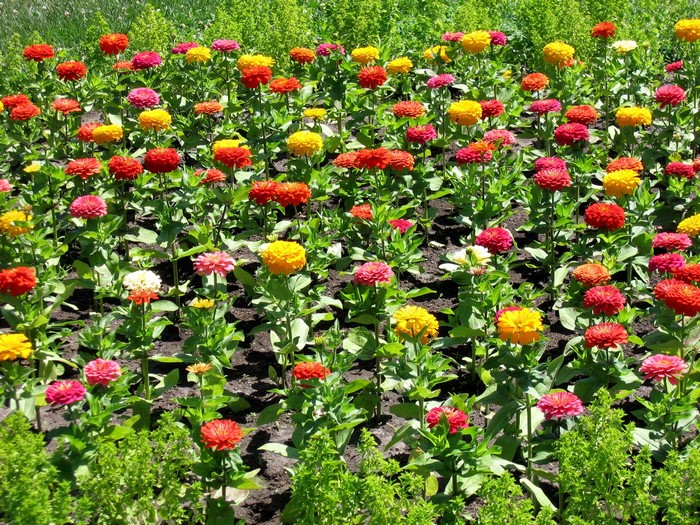 A field of colorful Zinnias in bloom