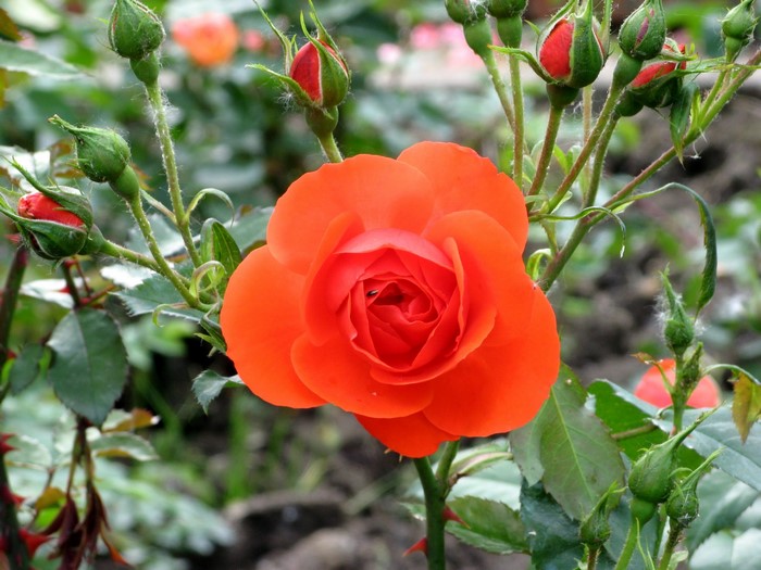Orange rose with buds