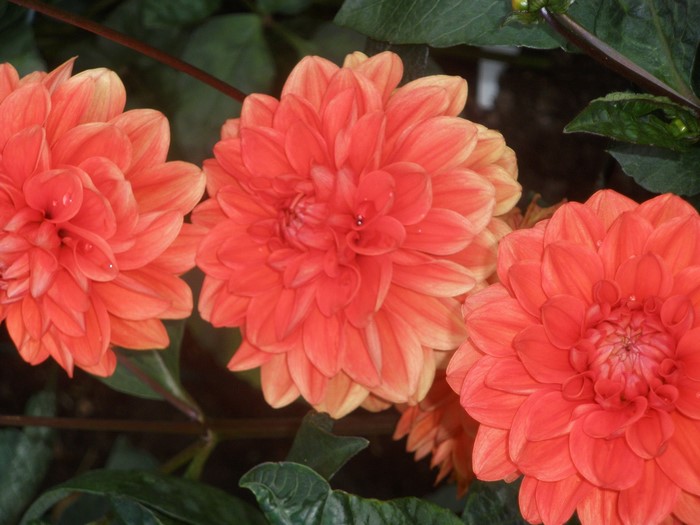 Orange Dahlias