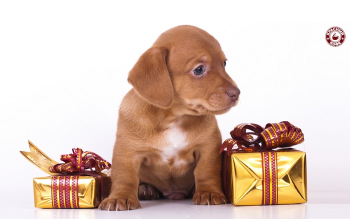 Puppy with gifts