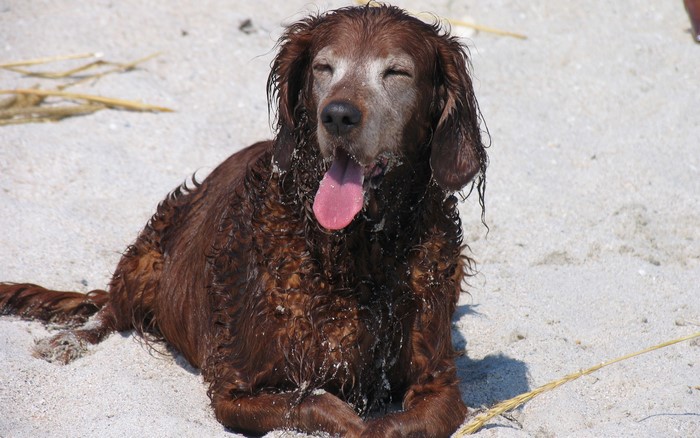 Wet Irish Setter dog lying on a sandy beach
