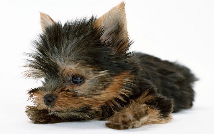 Yorkshire terrier puppy lying down
