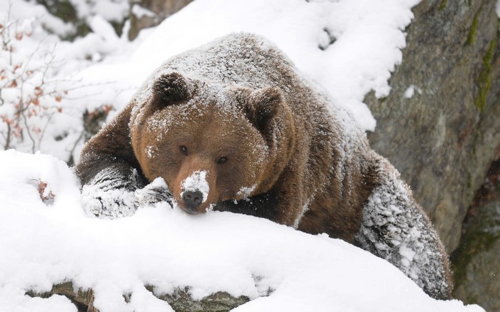 Brown bear covered in snow resting