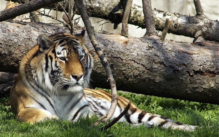 Tiger lying on grass near fallen tree