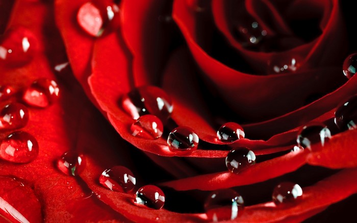 Close-up of red rose petals with water droplets