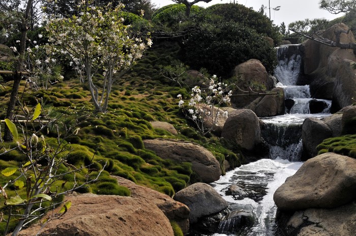Japanese garden with waterfalls and flowering trees