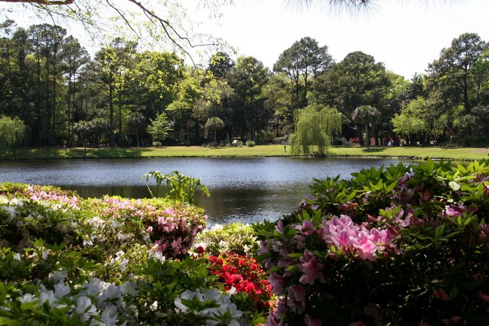 Park with lake and flowers in Charleston, USA