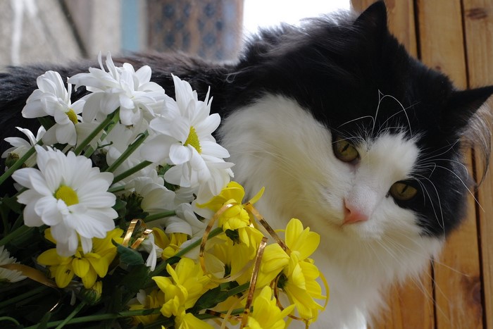 Black and white cat with flowers