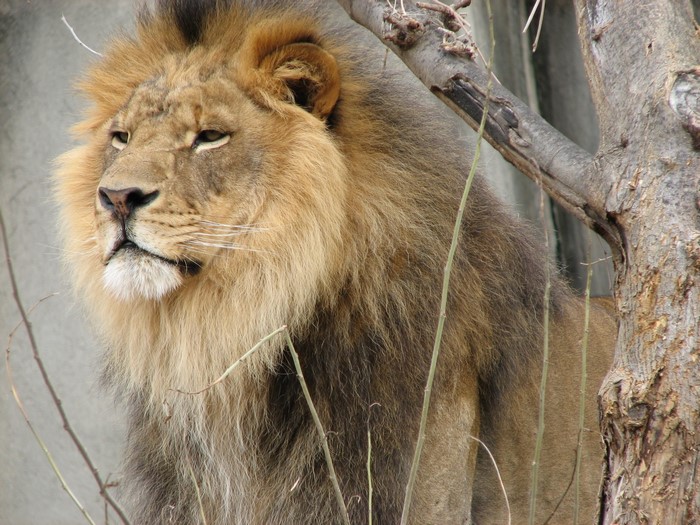 Lion with a mane in front of a tree