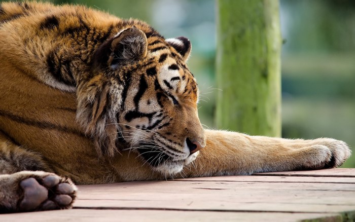 Tiger resting on wooden planks