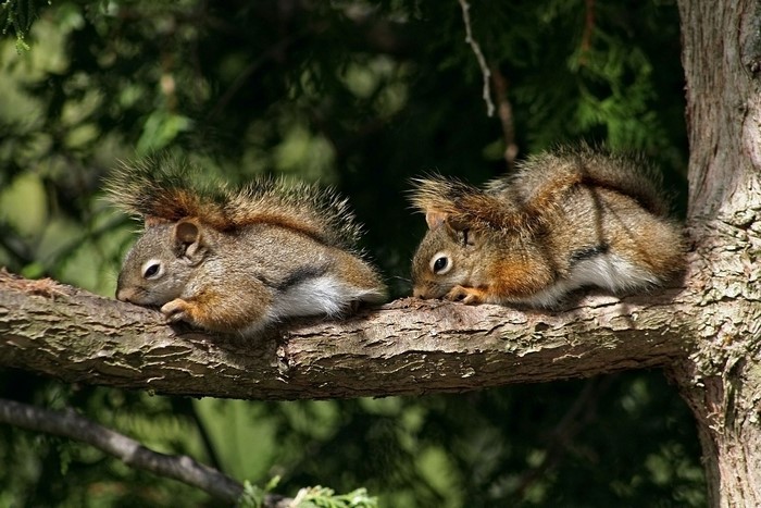 Two red squirrels resting on a tree branch