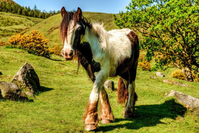 A piebald horse stands in a grassy field