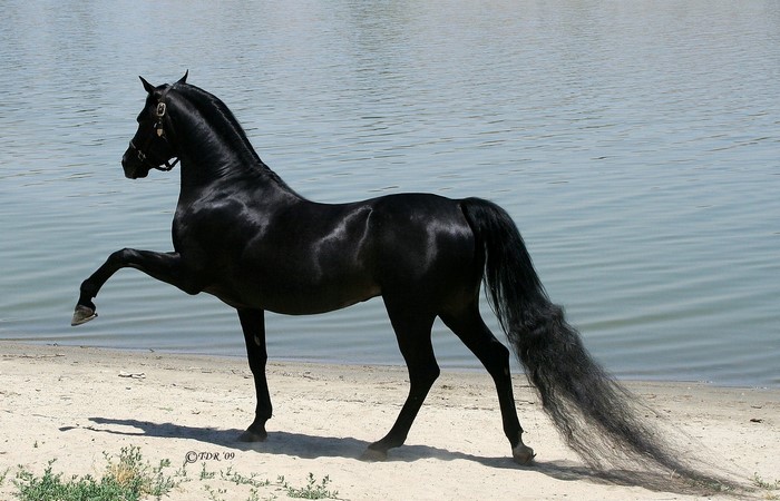Black horse standing on a sandy beach by the water