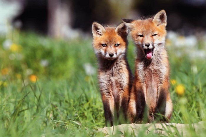Two young foxes in a grassy field