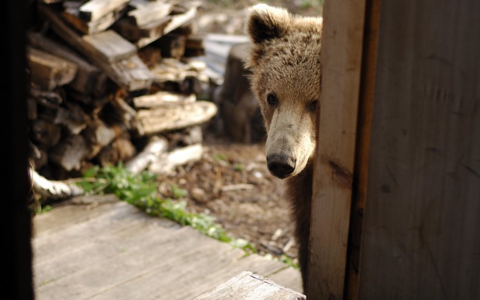 A curious brown bear peeks around a wooden doorframe