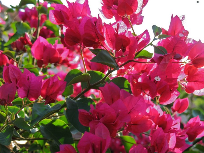 Pink Bougainvillea flowers in sunlight