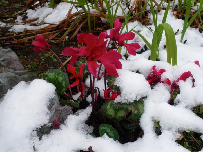 Red Cyclamen Flowers in Snow