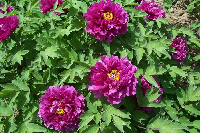 Purple peonies with green leaves