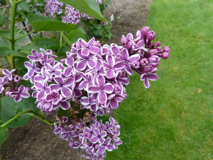 Purple and white variegated lilac flowers